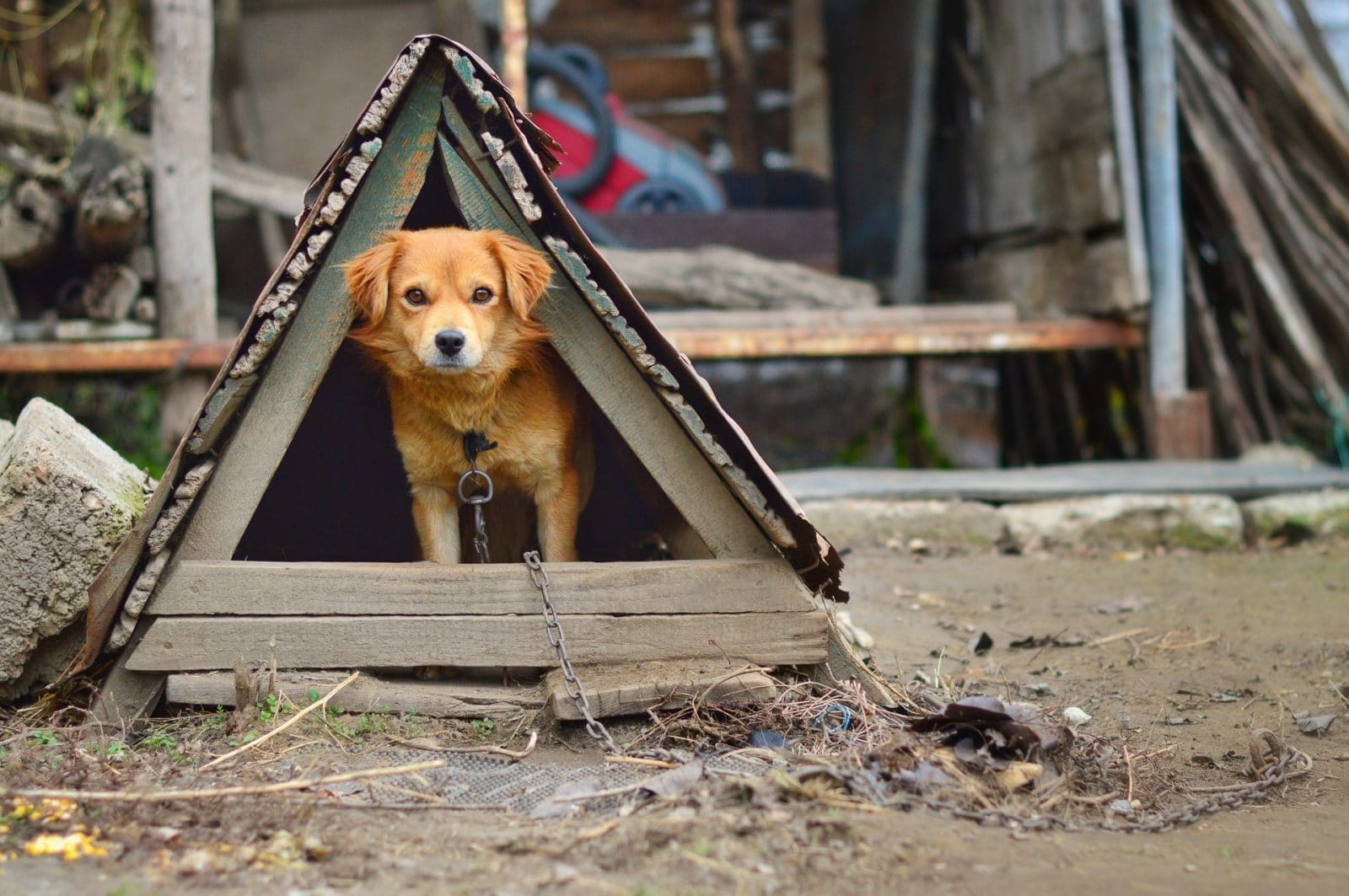 adopción responsable