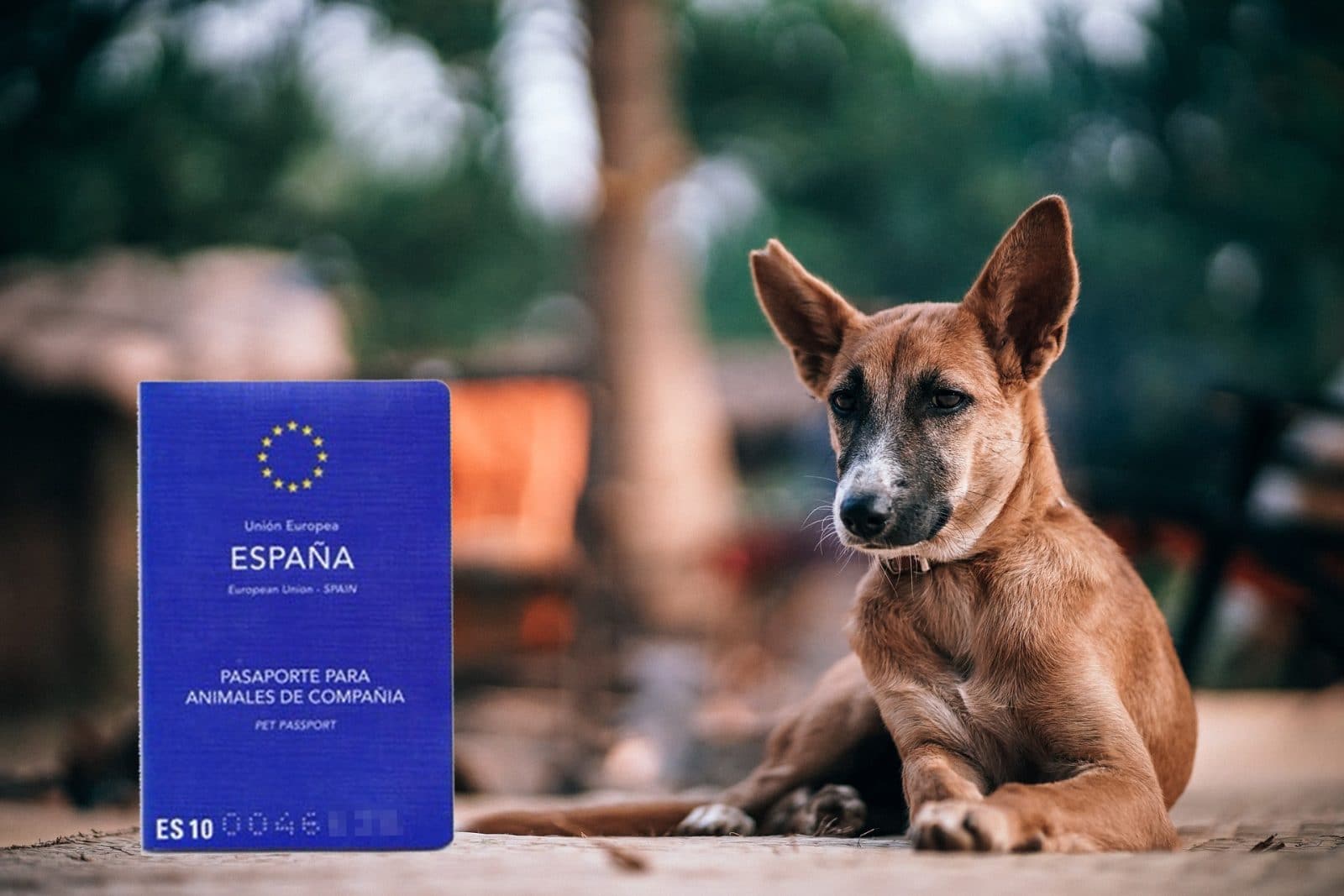 pasaporte europeo para animales