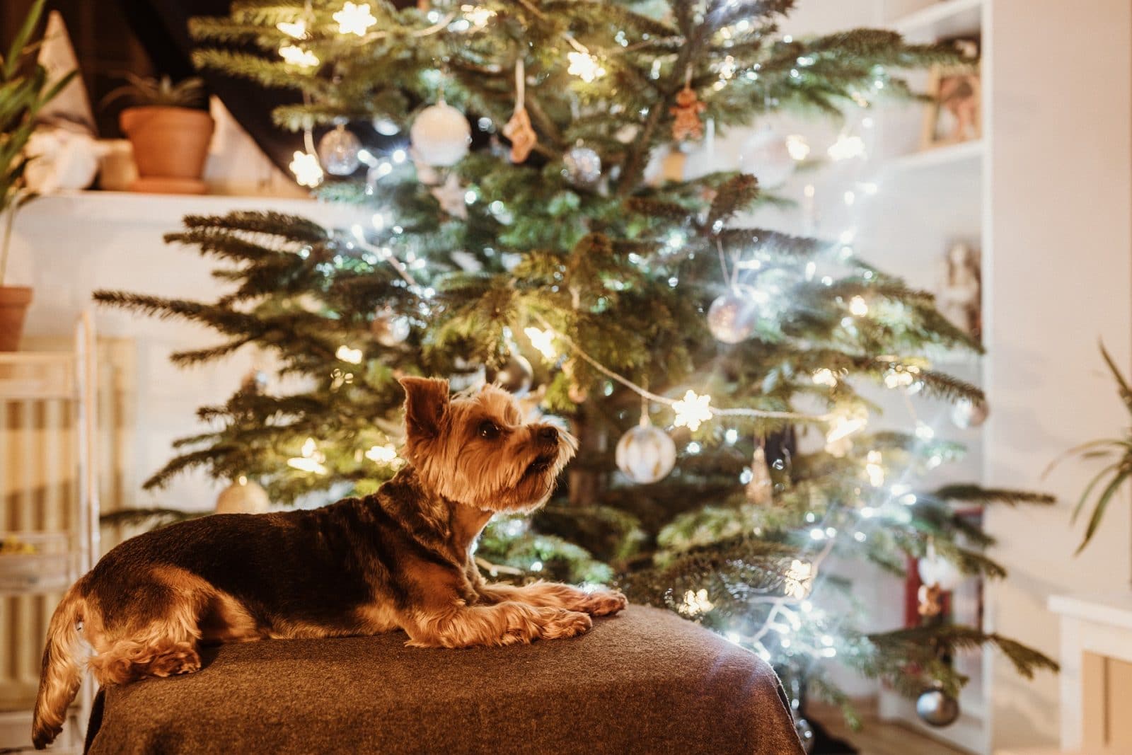 Propósitos de año nuevo con mi mascota