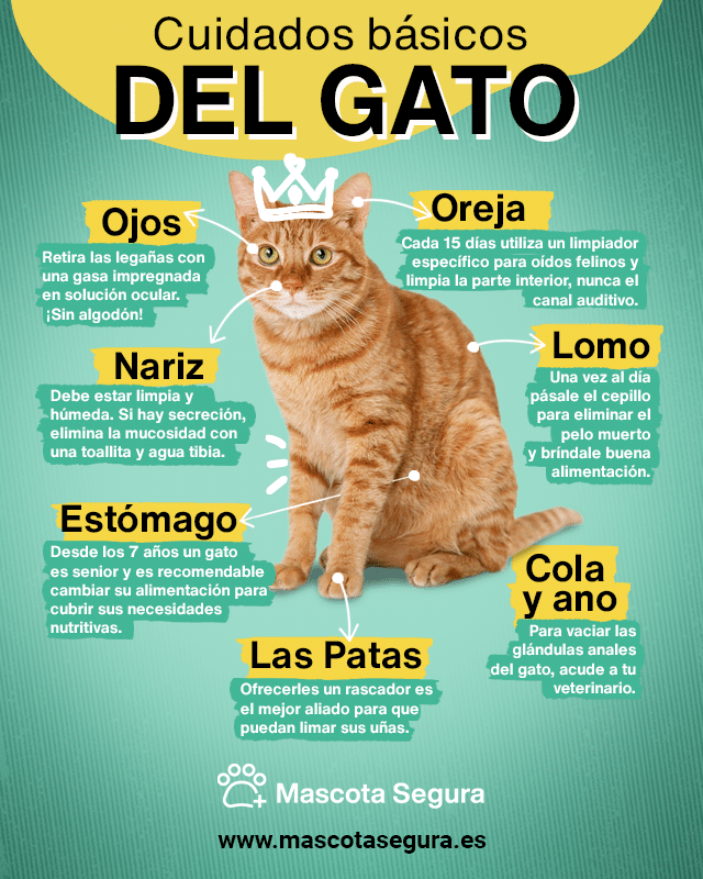 Cuidados del gato mascota segura