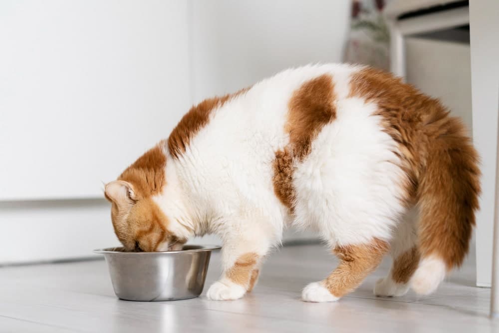 alimentos prohibidos para gatos