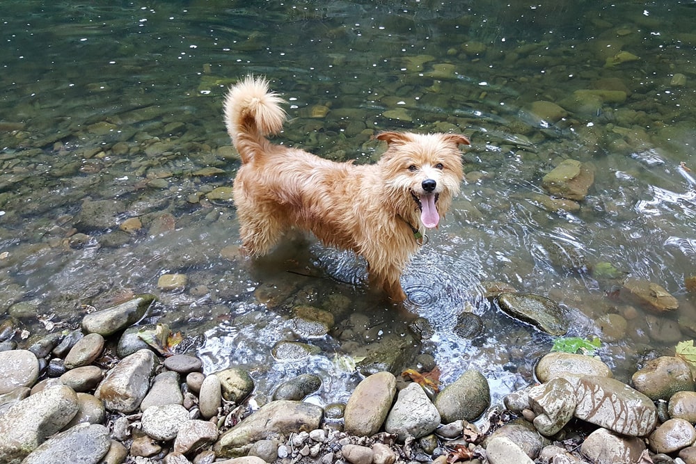 Filariosis en perros