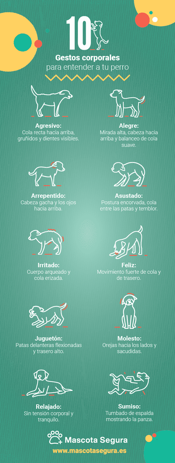 identifica los gestos de tu perro