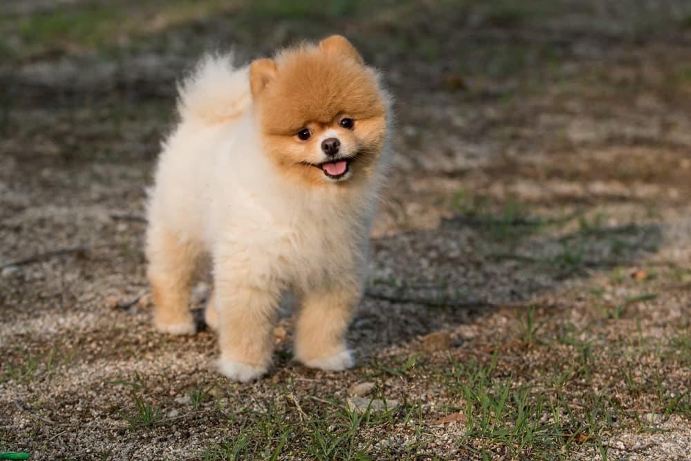 enseñar a un cachorro a hacer sus necesidades fuera de casa