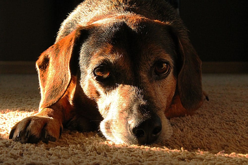 parvovirus canino
