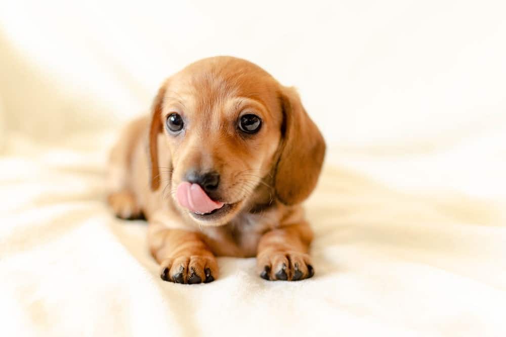Por qué los perros te lamen