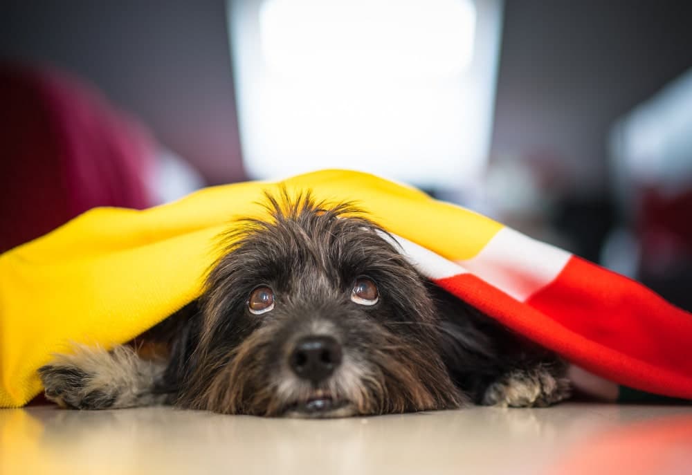 por qué mi perro se niega a salir a la calle