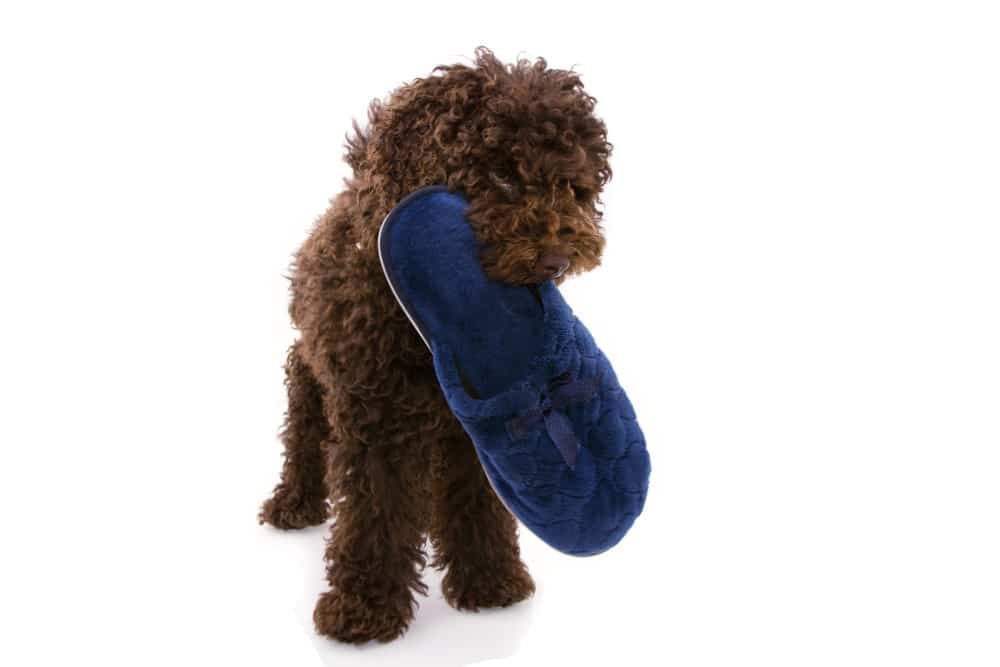 Tareas del hogar cayó Año nuevo Aprende el truco de que tu perro traiga las pantuflas - Aon Seguro para  Perros y Gatos