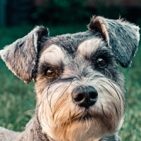 Schnauzer-con-cojera-cubrimos-factura-veterinaria