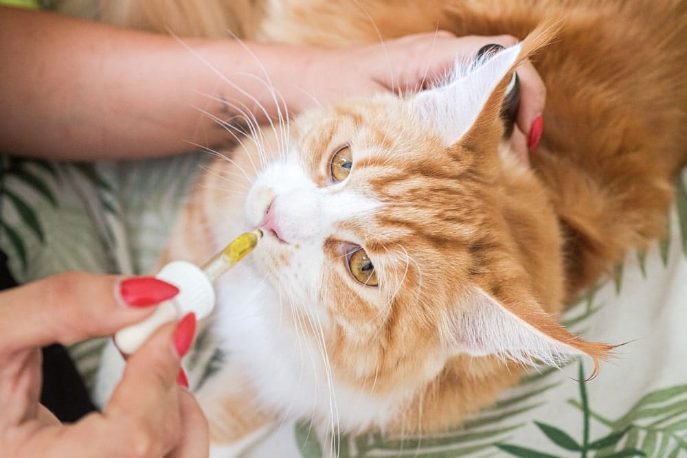 aceite de salmón para gatos