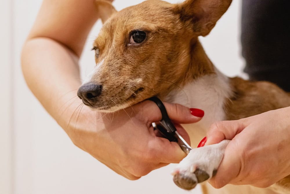 cortar las uñas a un perro