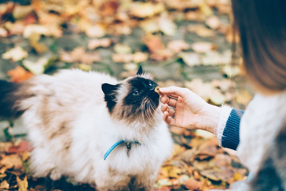 ¿Cuánta comida debo darle a mi gato?