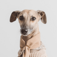ahorro-factura-veterinaria-perro-se-traga-calcetin