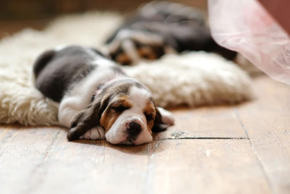 puedo sacar a un perro de dos meses