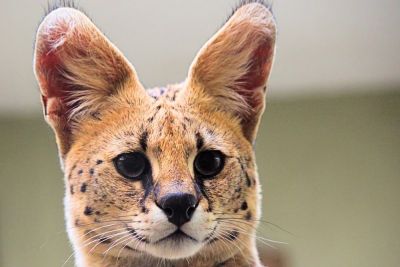 serval africano