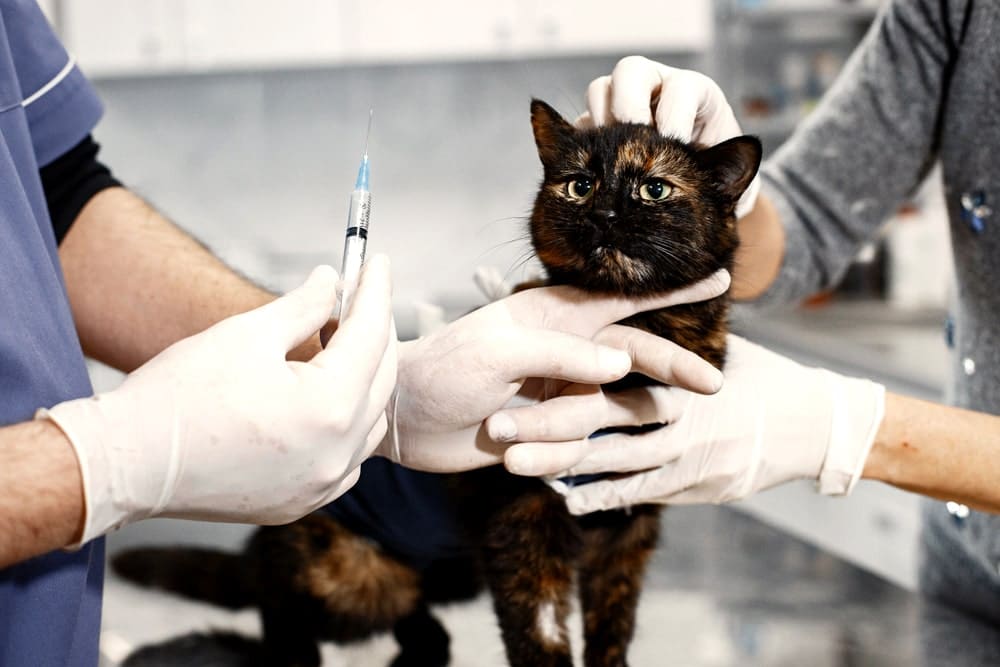 vacuna trivalente en gatos
