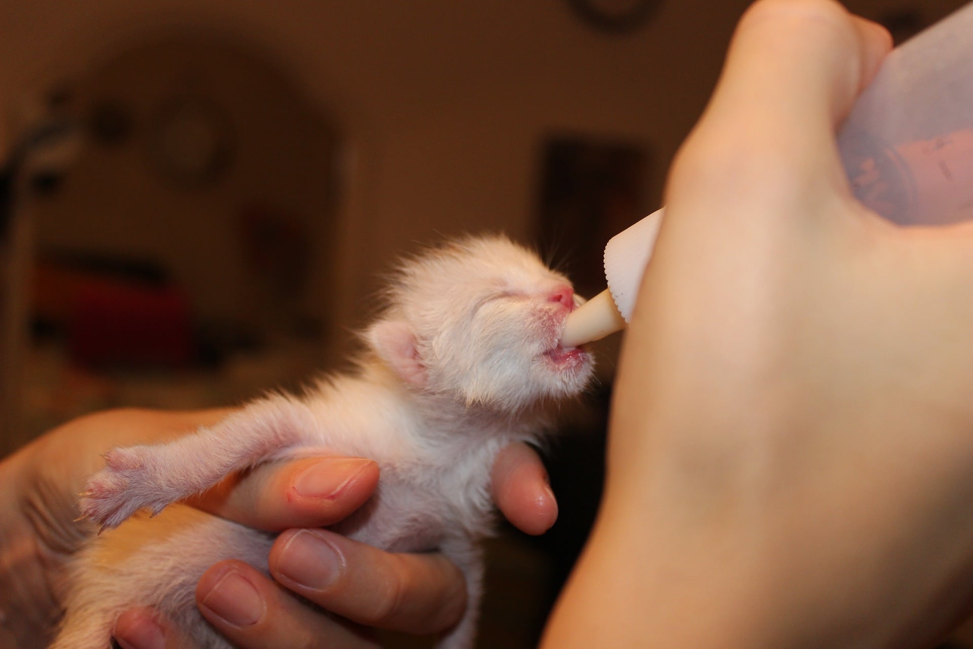 alimentar a un gato recién nacido