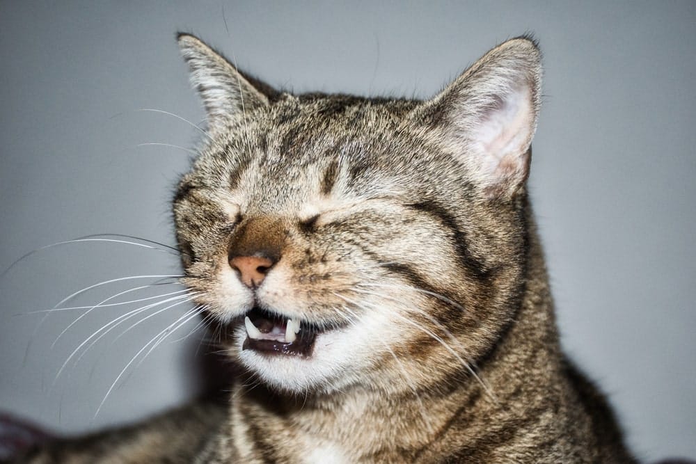 gato estornuda