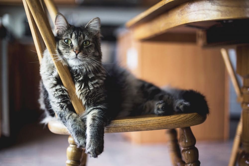 que son las bolas de pelo de gatos-min