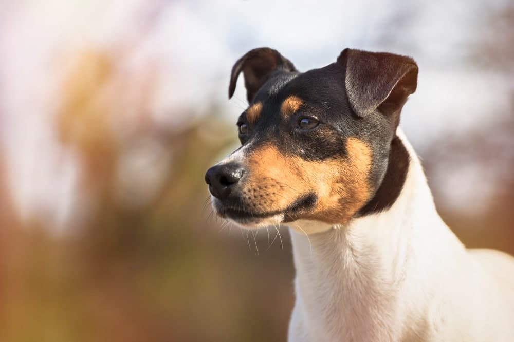 ratonero andaluz perro bodeguero andaluz