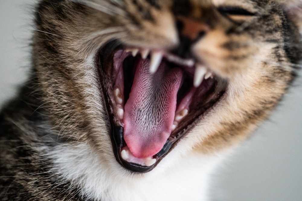 se le cae los dientes a los gatos