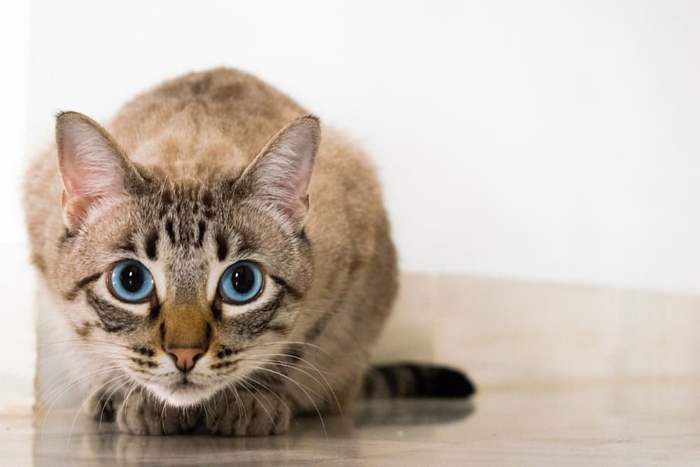 Tipos de maullidos de gatos