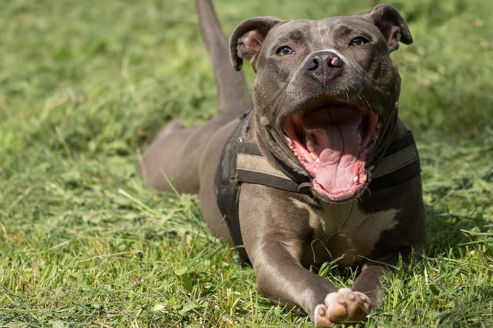 American Staffordshire Terrier, Amstaff