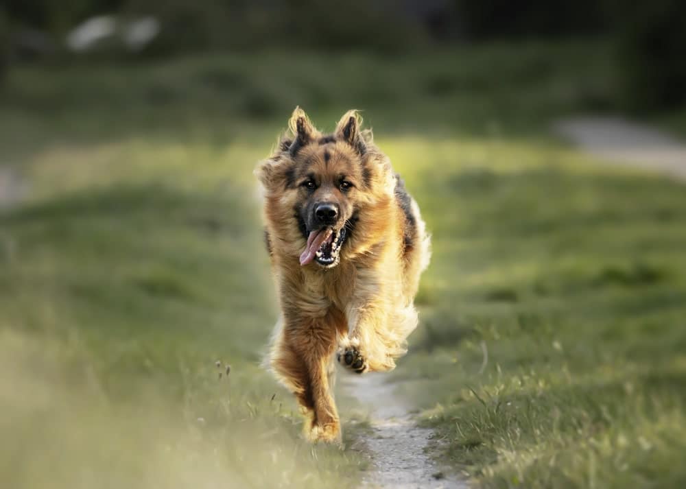 Qué hacer si tu perro se ha escapado-min