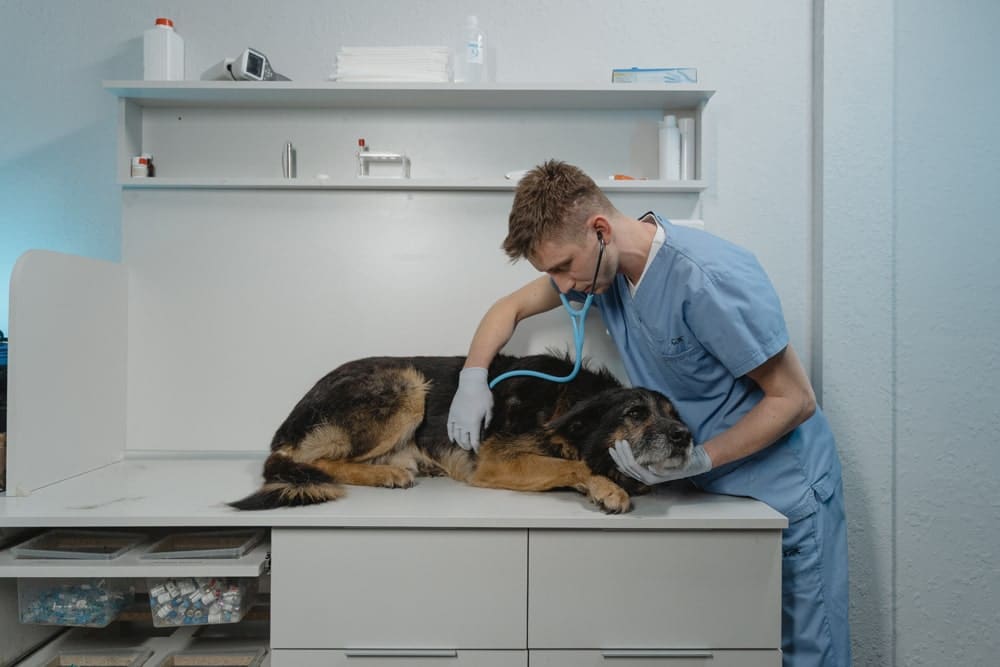 Cómo actuar si han atropellado a tu perro