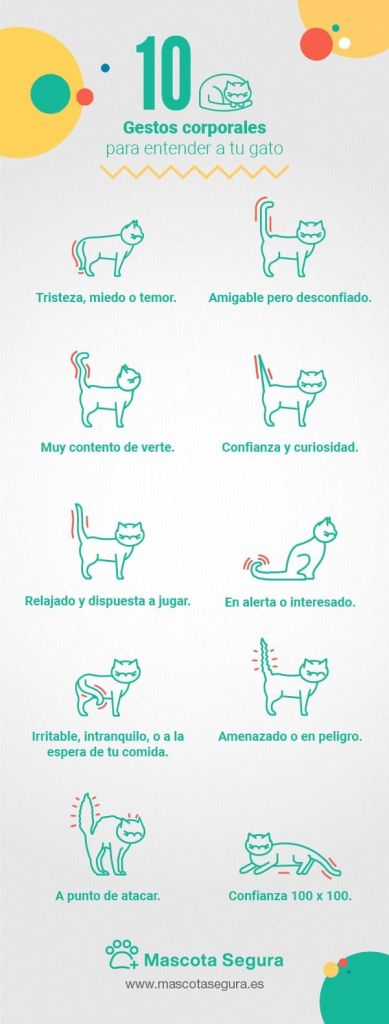 gestos corporales para entender a tu gato