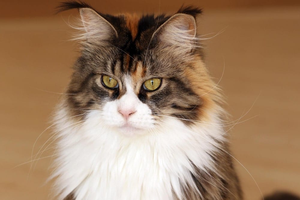 gato maine coon