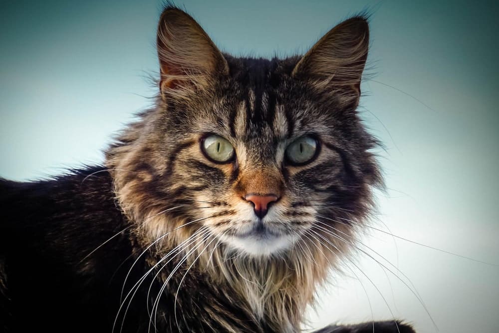 gato maine coon