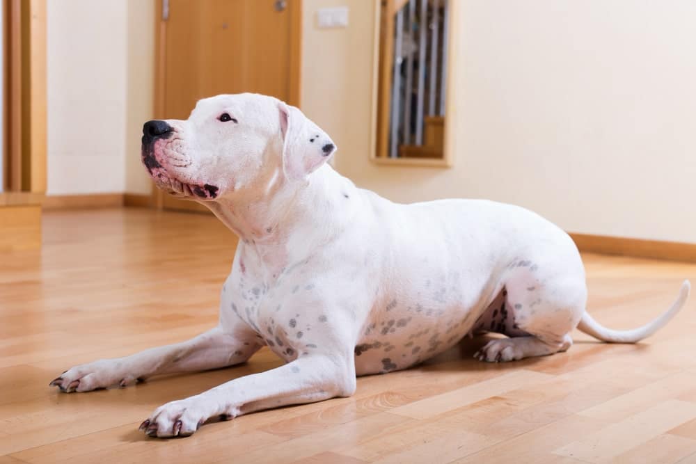 raza de dogo argentino