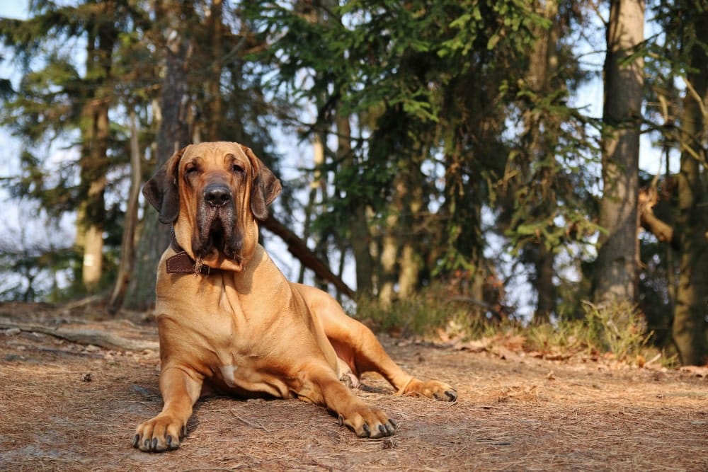 Túnica Cintura contar hasta perro fila brasilero fotos biología