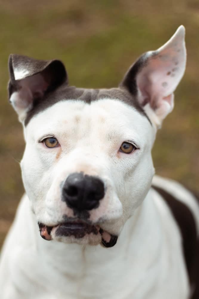 raza dogo argentino