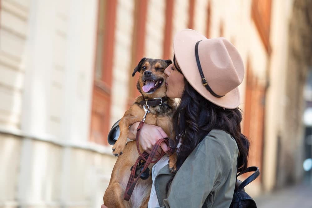 razones por las que debes amar a un perro sin raza