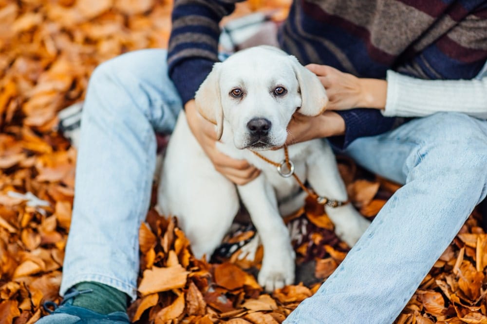 perro raza labrador retriever cachorro
