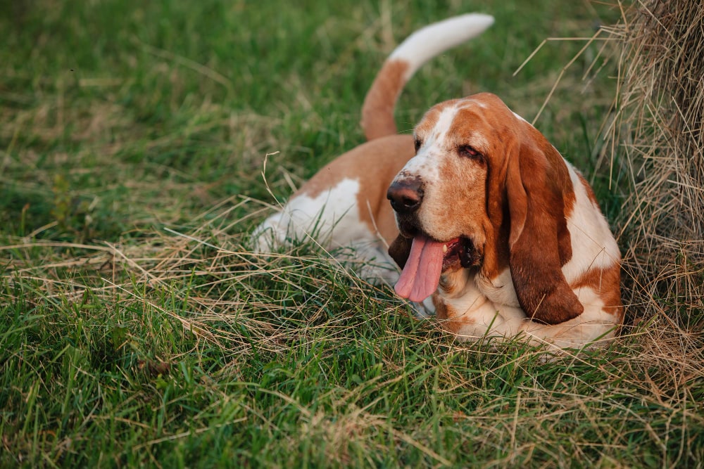Basset Hound raza de perro