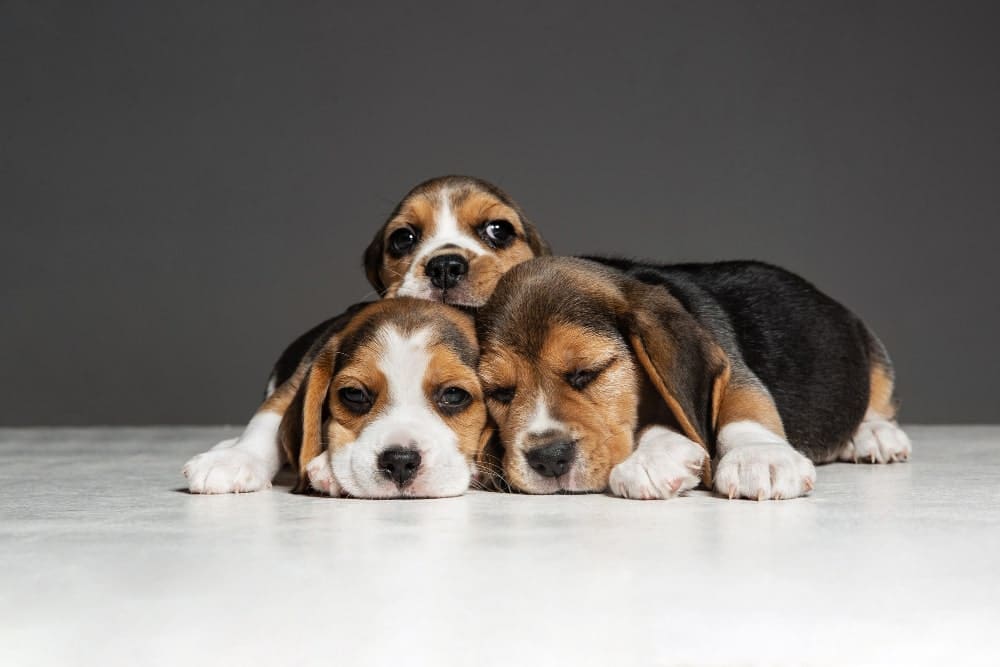 beagle tricolor cachorro
