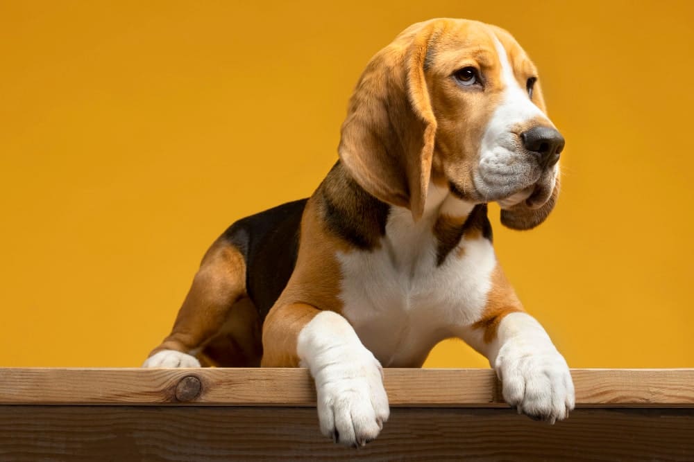 beagle tricolor senior
