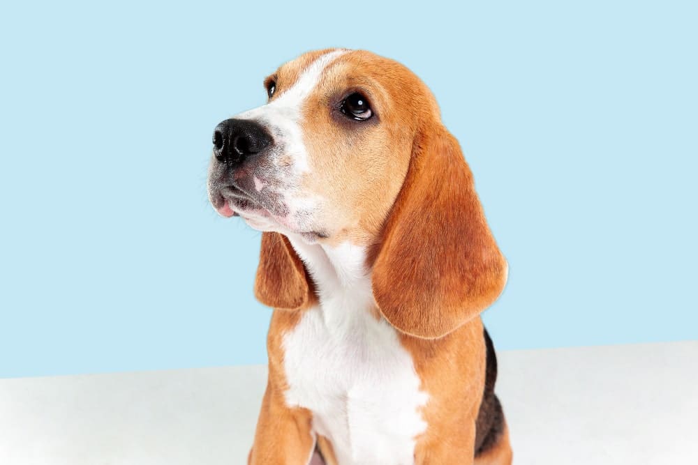 beagle tricolor joven