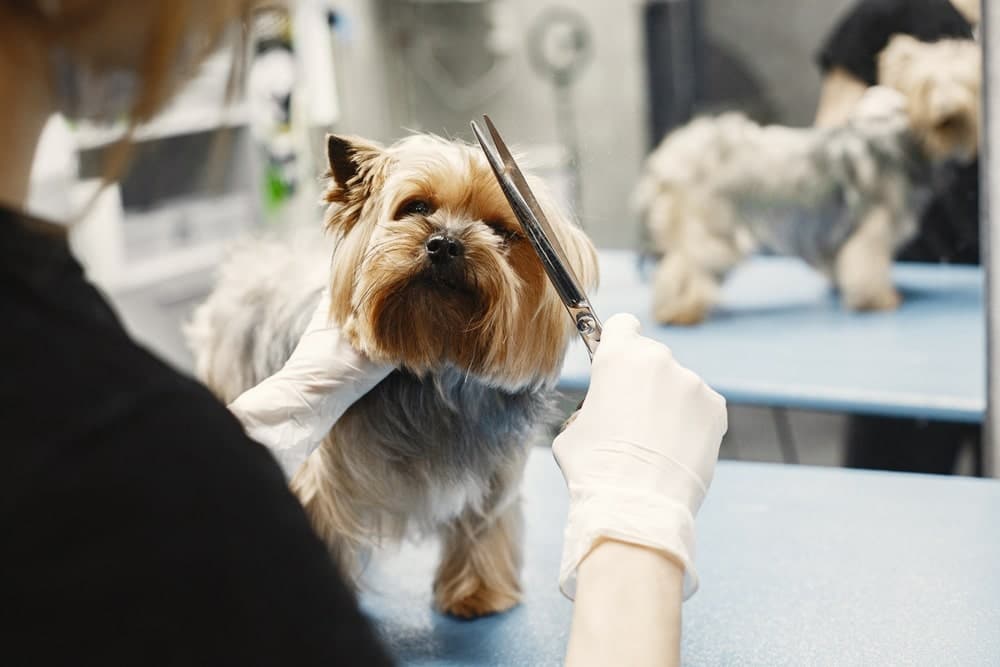 cortar el pelo a los perros