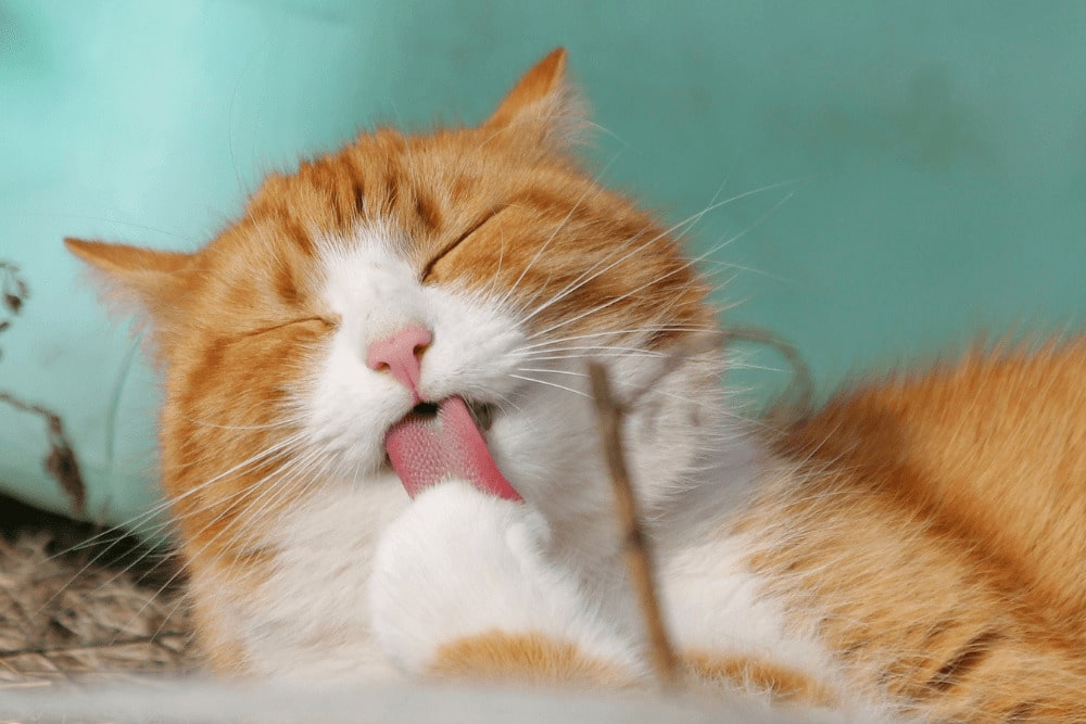 cuidar uñas ratos gatos