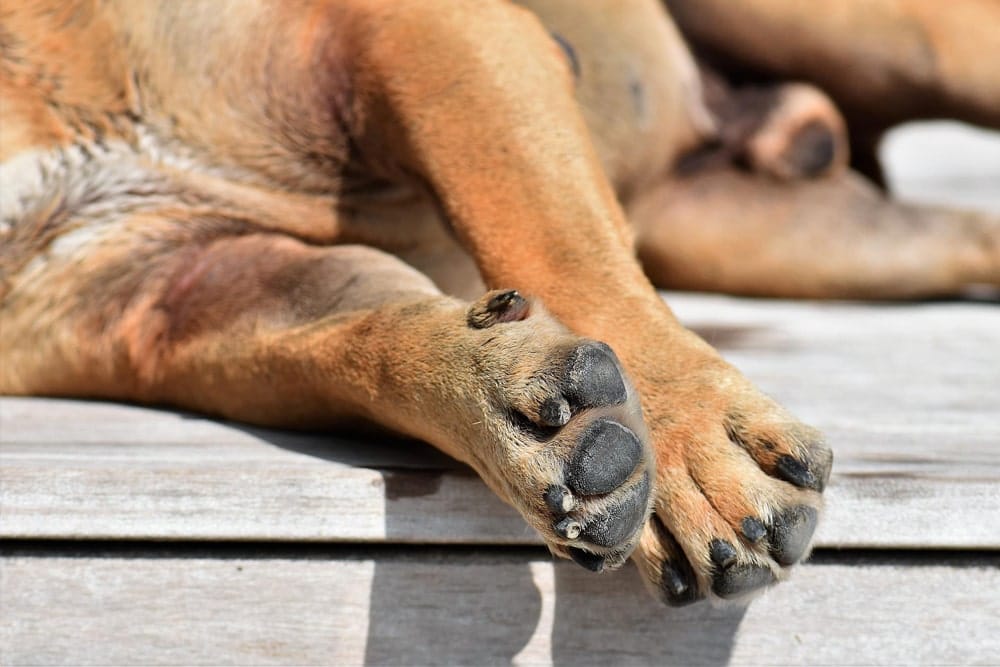 enfermedades óseas en perros