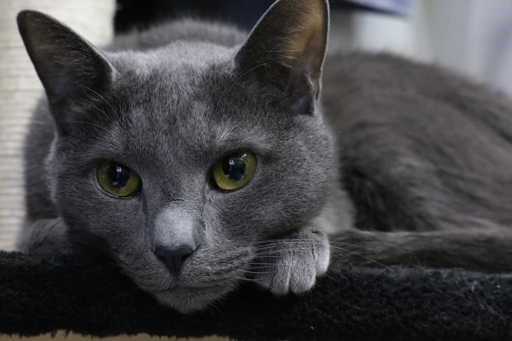 gato azul ruso