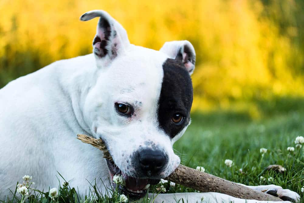 indemnización por mordedura de perro y cómo reclamarla