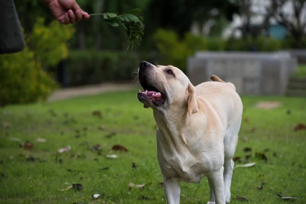 perro labrador raza
