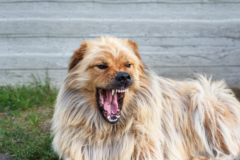 que hacer si un perro te ataca