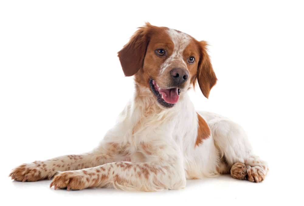 perro Bretón marrón y blanco