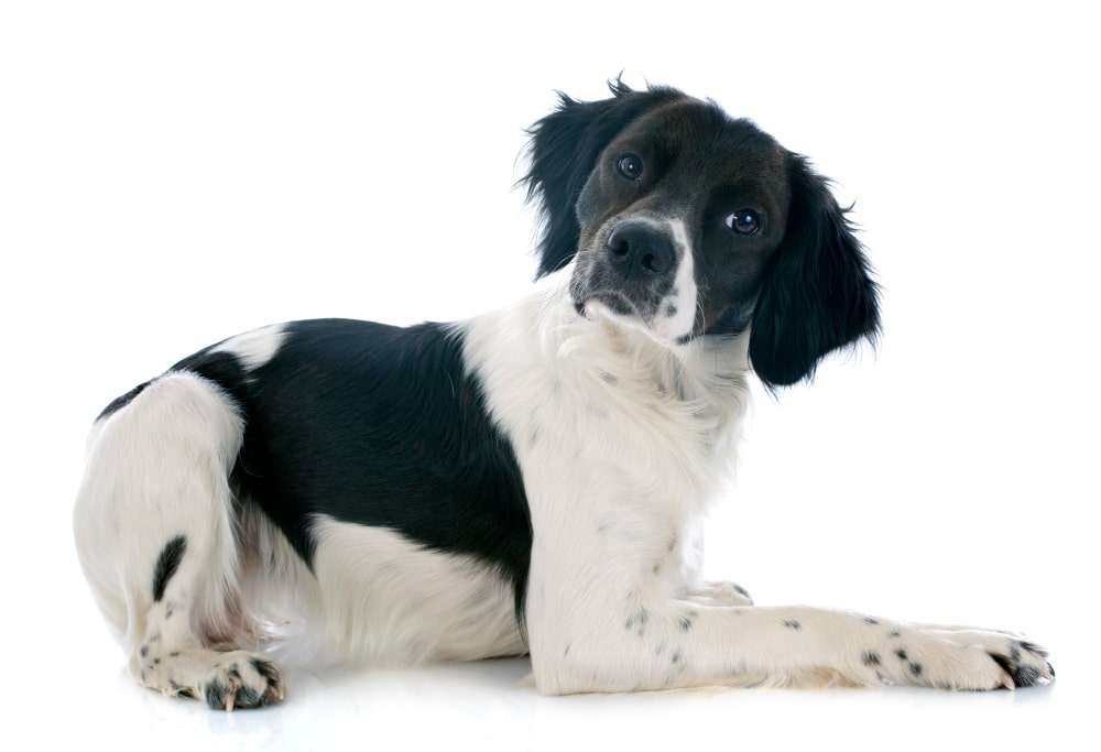 perro Bretón negro y blanco